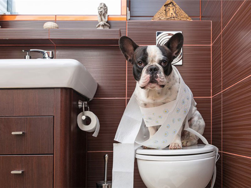Dog sitting on a toilet seat