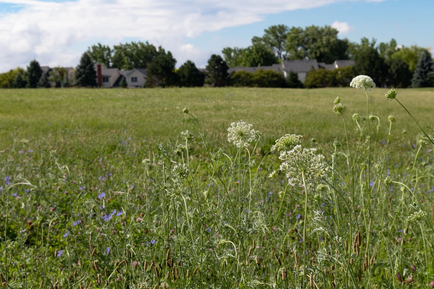 grassy field behind homes in Bolinbrook, IL