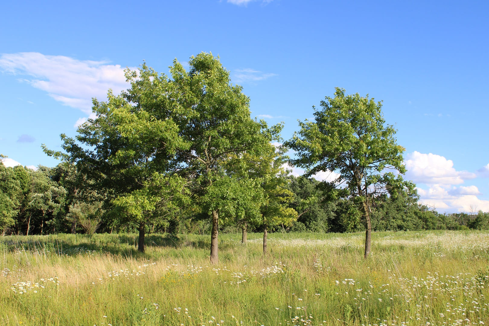 Linne Woods in Morton Grove, Illinois
